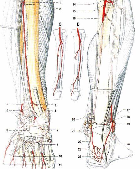 Arteria tibialis posterior začátek - klinicky truncus tibiofibularis r. circumflexus fibulae a. fibularis canalis musculofibularis Hyrtli r. communicans (s ATP) r.