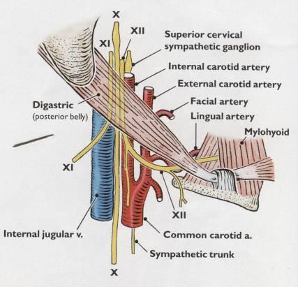 lingualis