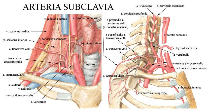 Arteria