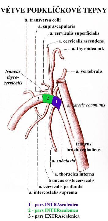 Arteria subclavia pars intrascalenica a. vertebralis a.