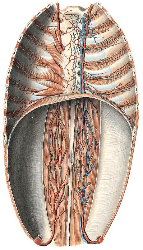 A. thoracica interna rr. mediastinales rr. thymici a. pericardiacophrenica rr. sternales rr. perforantes rr. mammarii mediales (r.