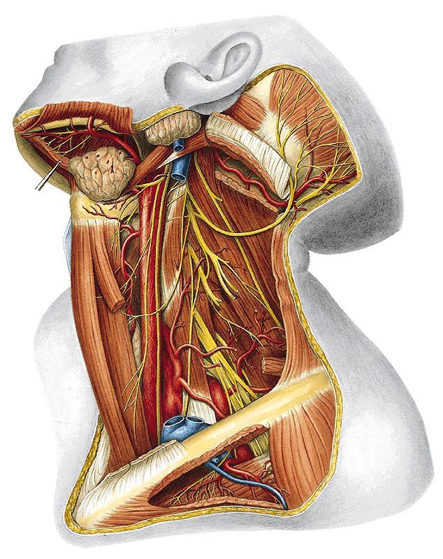 A. carotis communis glomus caroticum (chemoreceptor) tuberculum caroticum (C6) Chassaignaci vagina carotica