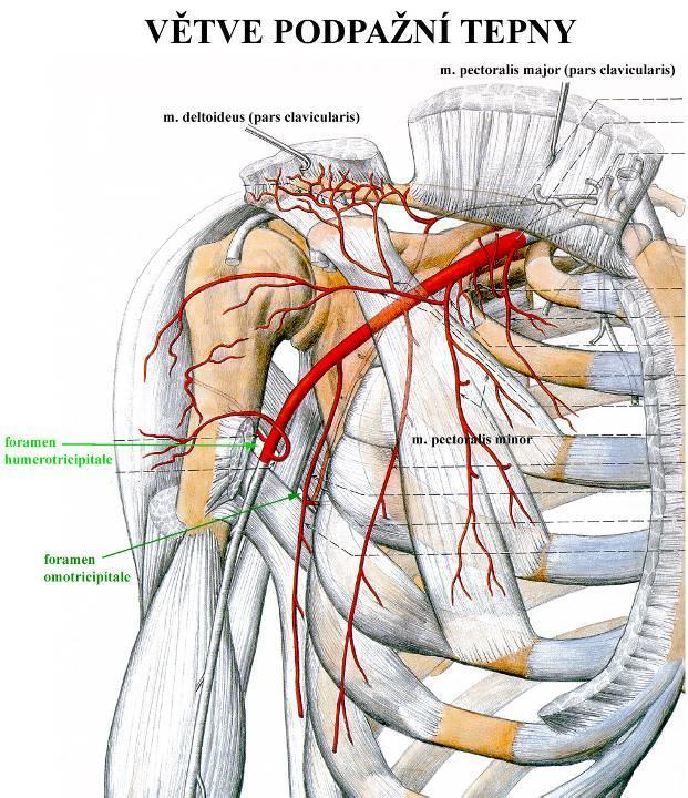 Arteria axillaris začátek: z a. subclavia pod klíční kostí konec: collum chirurgicum = dolní okraj m.