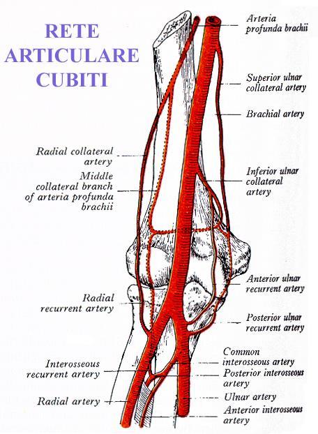 Arteria brachialis kolaterální řečiště rete articulare cubiti septum intermusculare mediale brachii měření tlaku