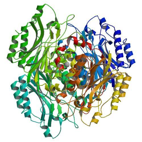 1.2. Struktura nitrilas Proteiny nitrilasové superrodiny jsou charakteristické αββα-αββα uspořádáním polypeptidových podjednotek, coţ bylo prokázáno například vyřešením krystalové struktury