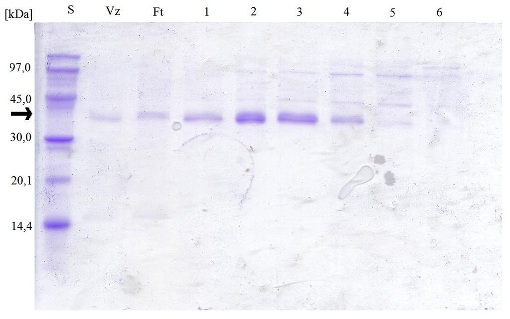 Obr. 6: SDS-PAGE v 15% separačním gelu po anexové chromatografii na Q- Sepharose Fast Flow. V dráze označené písmenem "S" je standard.