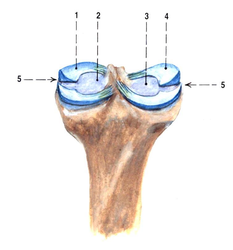 Rozlišují se dva typy menisků, a to meniskus medialis et lateralis (Obrázek 1). Představují lamely, které jsou na obvodu složeny z hustého vaziva, jenž poté přechází ve vazivovou chrupavku.