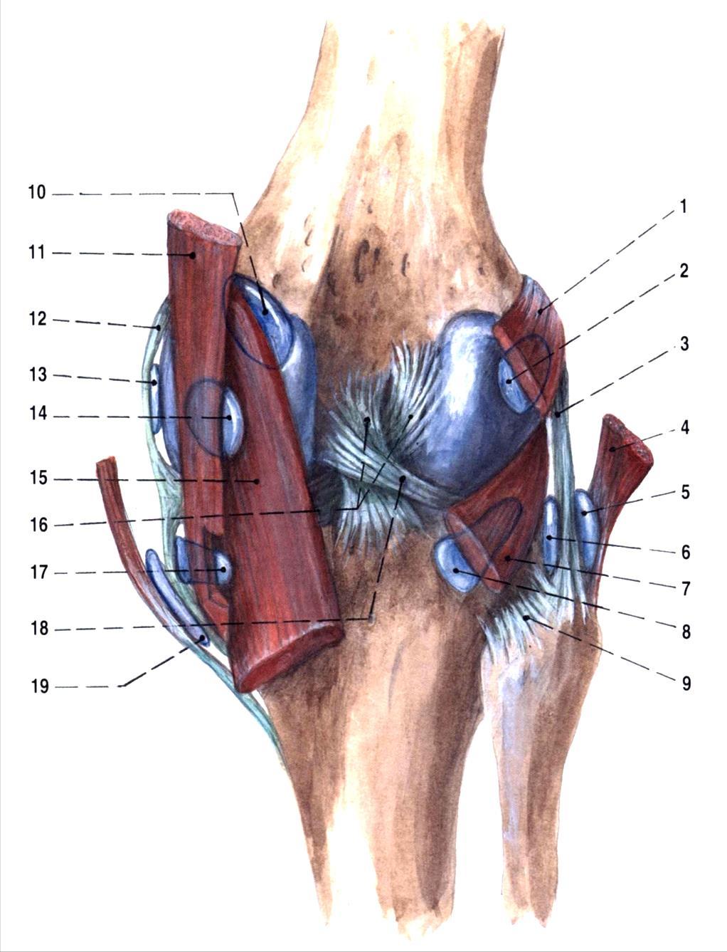 Bursa infrapatellaris profunda představuje velký tíhový váček, který se vyskytuje mezi přední plochou vrchní části tibie a ligamentum patellae blízko nad jeho úponem (Bartoníček & Heřt, 2004).