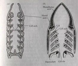 rozvojadiferenciacebranchiálníhoskeletu,čelis0+ zuby,kompositníobratleapáteř Novéstrukturyneurokrania:occipitale,postorbitální výběžek(orbitavs.