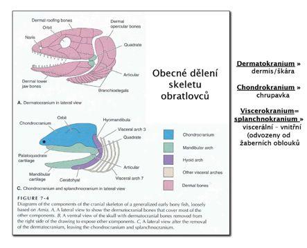 Branchiálnískelet(žaberníoblouky):primární čelise:viscerokranium 1.