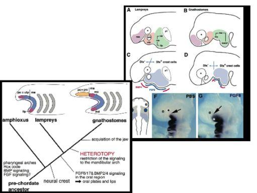 EVO-DEVO a vznik elistí Kuratani 2002: stejné morfogenetické moduly u Agnatha i Gnathostom.