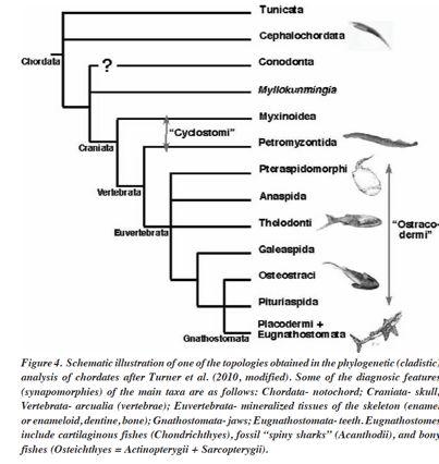 Conodonta sesterská skupina Craniata? Myllokunmingia E- Camb.