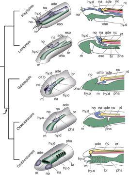 MihulovciZPetromyzones, PetromyzonEformes, HyperoarEi Agnatha:nepárovánozdra+nasohypofysárníkanál: