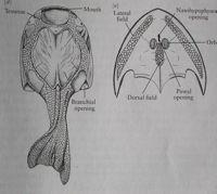 Amphiaspidae: sr st