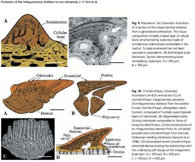 deriváty uosteichthyes Gnathostomata základní divergence