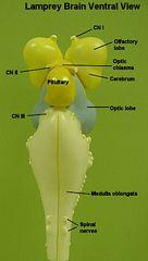 sžaber. košemgnathostomata(vněžab.