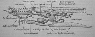 nervyjakou Gnathostomata " Očivelmidrobné,chybí