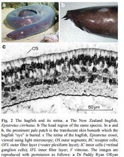 Myxini Petromyzones Chodrichthyes Teleostei Agnatha