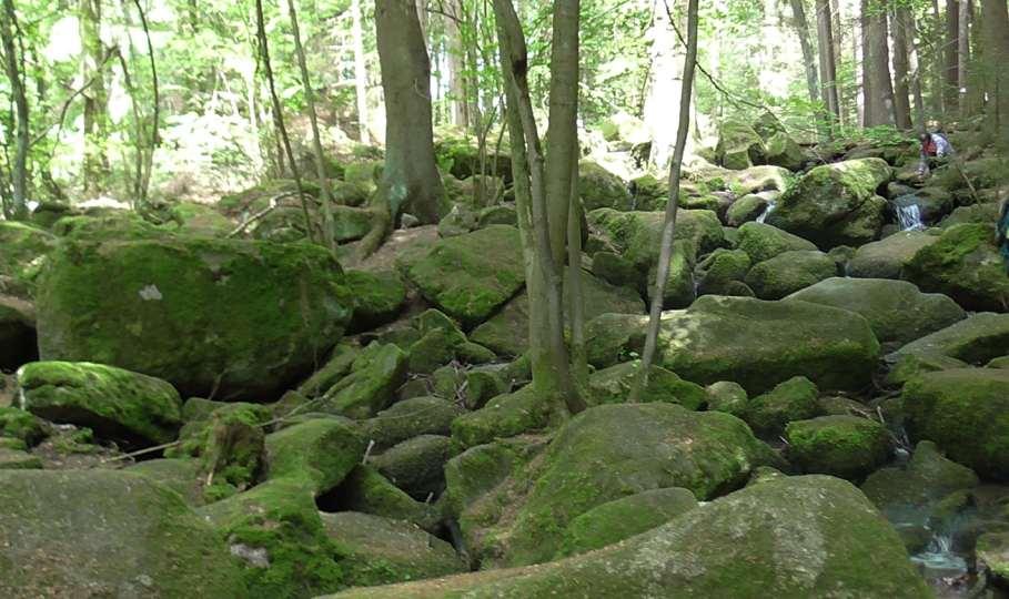 Besonderheit im Höllbachtal ist der Wanderweg mit Waldlichtung