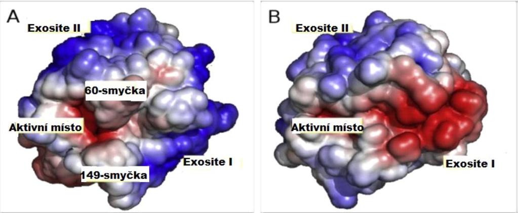 Obr.3. Molekuly A) trombin B) faktor Xa Červeně jsou vyznačeny záporně nabité oblasti, modře oblasti nabité kladně (upraveno podle Corral-Rodríguez et al. 20