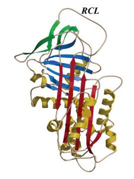 mechanismech (Stein et al. 1995). Struktura serpinů se vyznačuje přítomností konzervované domény skládající se ze tří β listů, 8-9 α-helixů a tzv.