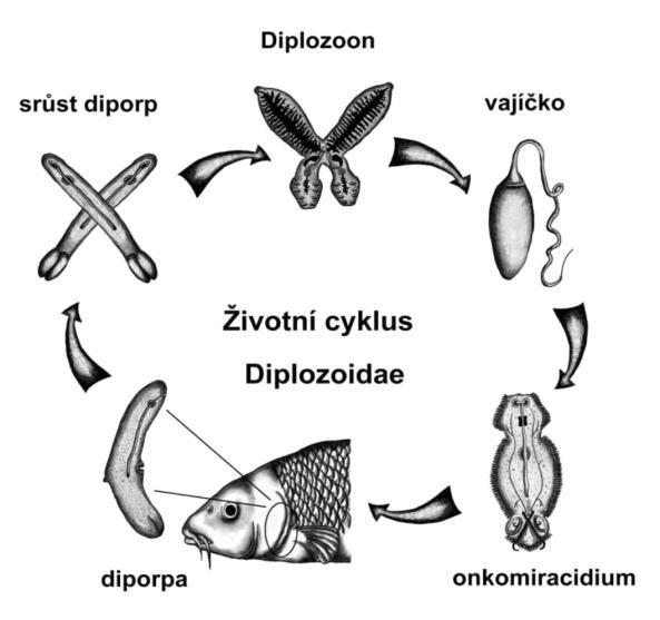 2.3.2.1. Životní cyklus Životní cyklus (obr.8.) je přímý, bez přítomnosti mezihostitele, stejně jako u ostatních monogeneí.