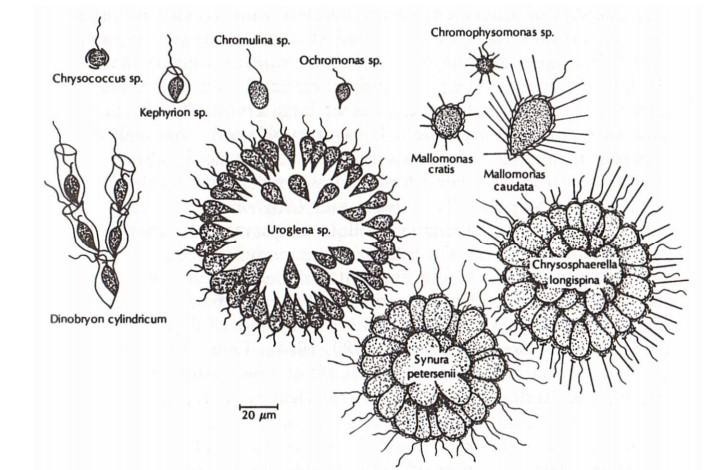 Do třídy Chrysophyceae náleží 9 řádů: Ochromonadales, Chromulinales, Apoikiida, Hydrurales, Hibberdiales, Segregatales, Synurales, a Paraphysomonadida (rekonstruováno na základě analýzy SSU rdna a