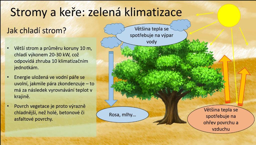 VÝZNAM VEGETACE (ZELENĚ) (Mikro)klimatická funkce (tvorba O 2, zvýšení vzdušné vlhkosti,