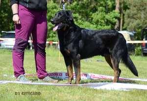 Paspárky: LV, PK Výška: 71,5 cm Délka: nelze změřit cm, šířka hlavy: 13,5 cm, délka mozkovny: 15 cm, délka čenichu:14 cm Povahový test: střelba, hůl, socializace Celkové hodnocení: Neprospěl Fatho le