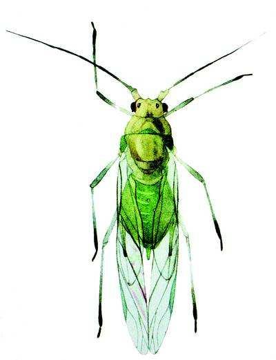 Po fázi mléčné zralosti je aplikace insekticidů již neúčelná (Kazda et al., 2001). Obr.3 Mšice střemchová Obr.4 Kyjatka osenní Obr.5 Kyjatka travní (foto www.syngenta.cz) (foto www.syngenta.cz) (foto www.syngenta.cz) 3.