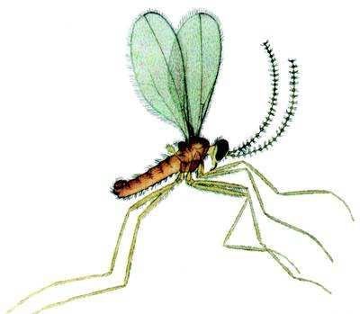 Plodomorka pšeničná (Contarinia tritici) Čeleď: Bejlomorkovití (Cecidomyiidae) Je to drobný hmyz podobný komárům, citronově žlutého zbarvení, o velikosti 2,5 mm. Má jednu generaci za rok.