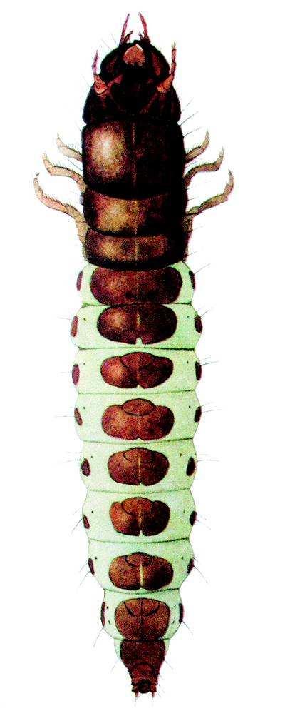 3.2.4 Řád: Brouci (Coleoptera) Hrbáč osenní (Zabrus tenebrioides) Čeleď: Střevlíkovití (Carabidae) Dospělec je 14 až 17 mm velký, leskle černé barvy se spodní částí smolně černou.