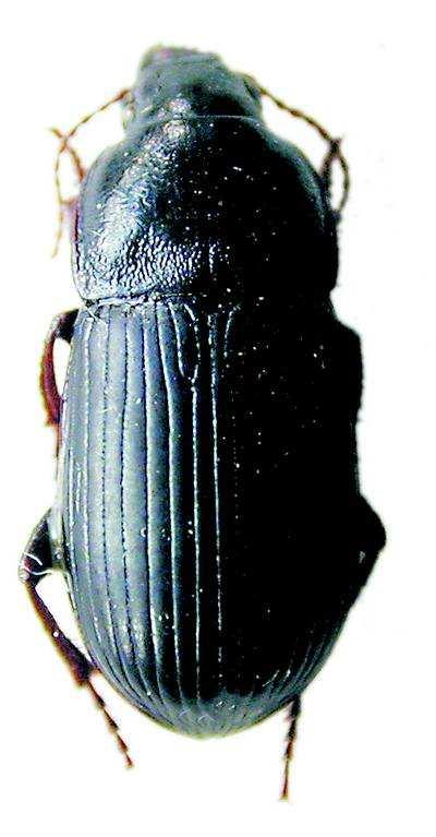Hrbáč osenní má jednu generaci za rok (Rotrekl, 2003). Larvy mají tři páry nohou a mohutná kusadla (Zimolka et al., 2005). Samičky kladou vajíčka do půdy většinou během srpna.