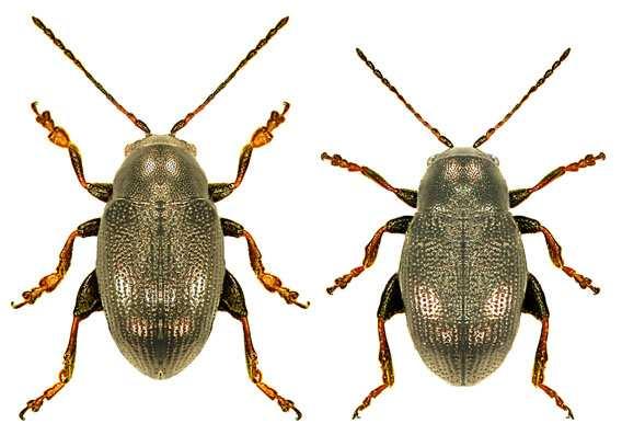 Dřepčík stébelný (Chaetocnema aridula), Dřepčík obilní (Phyllotreta vittula) Čeleď: Mandelinkovití (Chrysomelidae) Dřepčík stébelný je černý brouk s kovovým leskem o velikosti 1,9 až 2,1 mm.