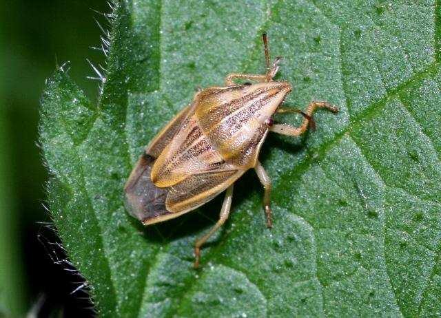 Čeleď: Kněžicovití (Pentatomidae) Tyto ploštice jsou 8 až 10 mm velké, žlutavě zbarvené s kuželovitým tvarem těla (Hrudová, 2009).
