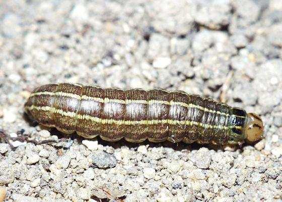Šedavka žitná (Mesapema secalis) Čeleď: Můrovití (Noctuidae) Je to můra o velikosti 27 až 33 mm (http://www.biolib.cz, 2009).