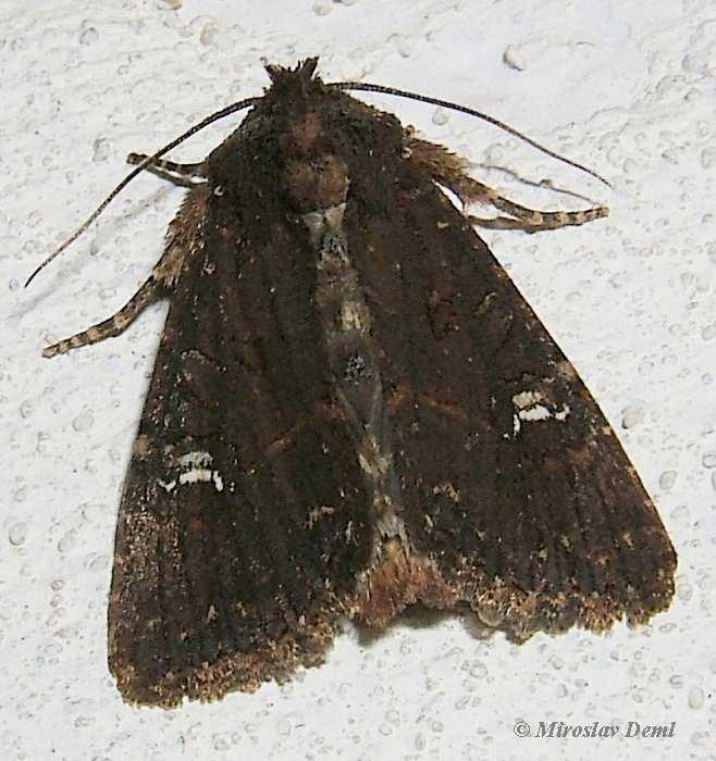 27 Šedavka žitná (www.biolib.cz) Obr.28 Osenice pšeničná (foto www.biolib.cz) Můra luční (Carapteryx graminis) Čeleď: Můrovití (Noctuidae) Má velikost 25 až 31 mm (http://www.