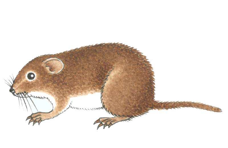 Háďátko pšeničné (Anguina tritici) Čeleď: Háďátkovití (Heteroderidae) Samičky jsou dlouhé 3 až 5 mm, samečci 2 mm. (http://www.guh.cz/, 2009).
