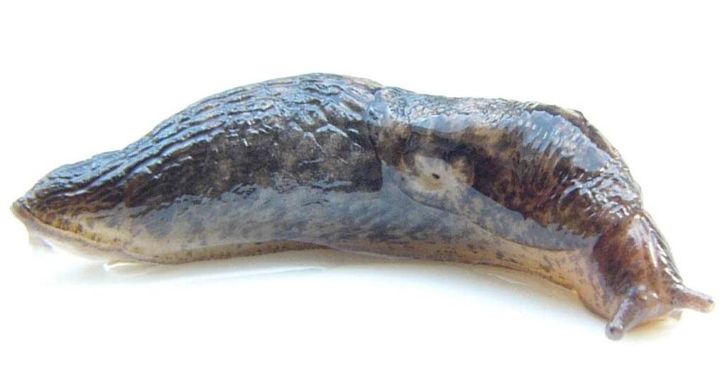 Jako ochranu před napadením je proto nutné používat jen zdravé osivo (Hrudová, 2009). 3.2.10 Slimáčci a hraboši Na obilninách, mimo hmyzí škůdce, působí škody i plži a hlodavci.