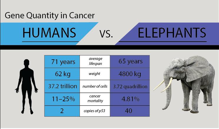 Množství genů u nádorového onemocnění LIDÉ VS SLONI 71 let průměrná délka života 65 let 62kg hmotnost