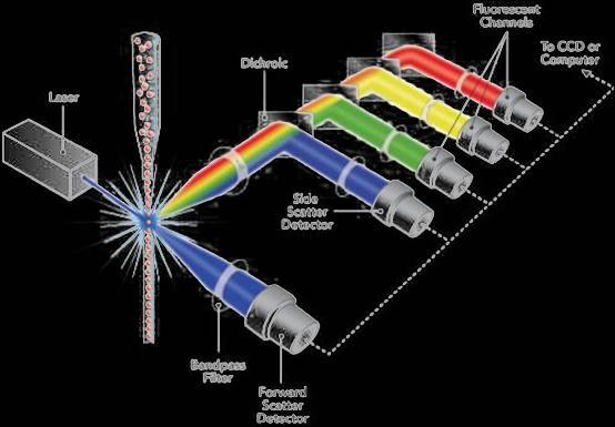 Nejčastěji se jedná o laser argonový (vzduchem chlazený), který emituje záření o vlnové délce 488nm a umožňuje excitaci hned několika fluorochromů najednou.