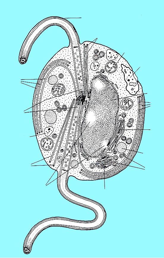 přední bičík Plasmodiophora: ultrastruktura zoospory se dvěma hladkými bičíky.