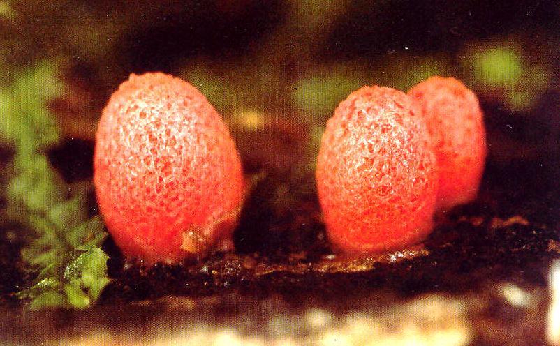 Lycogala