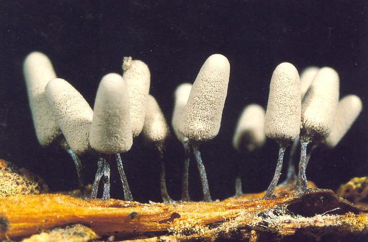 Myxomycetes stopkatá