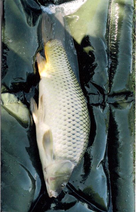 RYBÁŘSKÉ ÚLOVKY Ondřeje Běláka Ryby chytám 4 roky a dost se mi daří. Chytil jsem kapra velkého 74cm,kterého jsem ulovil na nástrahu medovku, což je medová křupka.