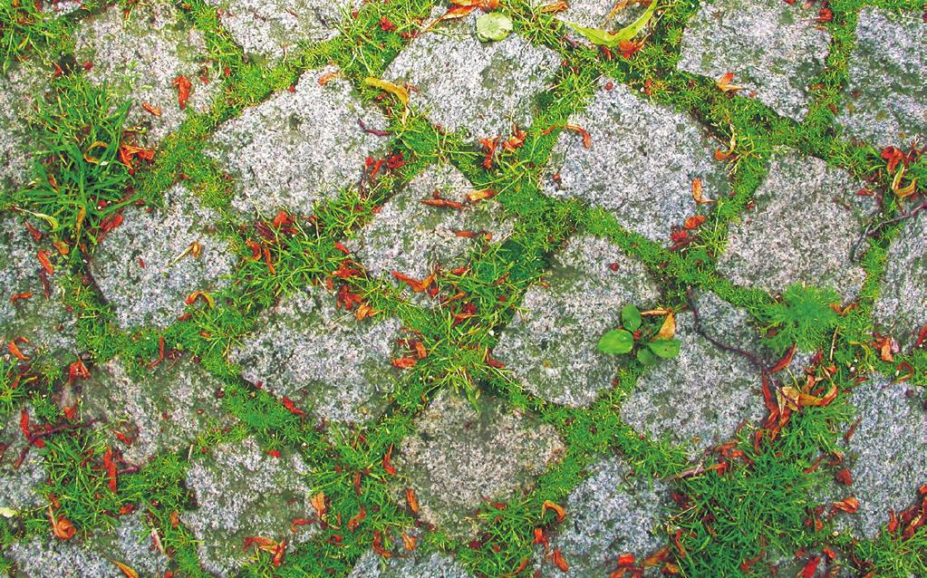 Saginion procumbentis Taraxacum sect. Ruderalia; Bryum argenteum, Ceratodon purpureus Dominantní druhy: Polygonum aviculare agg. (převážně P.