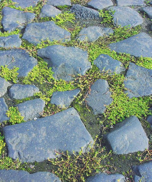 Saginion procumbentis v souladu s Kódem inverzi jména asociace na Bryo argentei-saginetum procumbentis, které by mělo odrážet dominanci druhu Sagina procumbens.