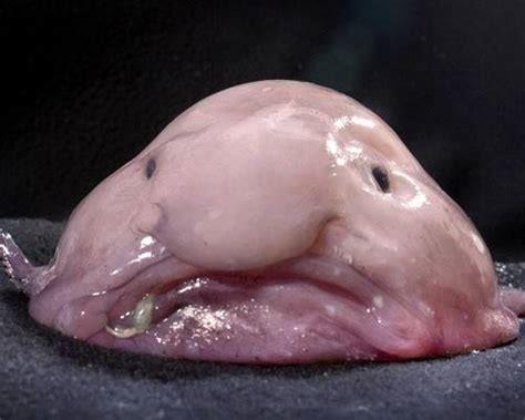 Blobfish Blobfish rozhodně patří mezi největší fešáky na seznamu. Obývá hluboké vody u pobřeží Tasmánie a Austrálie. Vzhledem k hloubce, v níž žije, bývá spatřen lidmi jen zřídkakdy.