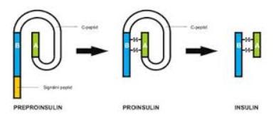 preproinzulin Postup vzniku inzulinu proinzulin odštěpí se C-peptid (podle