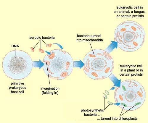 ATB a mitochondrie po antibioticích byla popsána porucha dýchacího řetězce po antibioticích byla popsaná porucha regenerace
